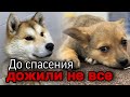 До спасения дожили не все. Собаки из ада