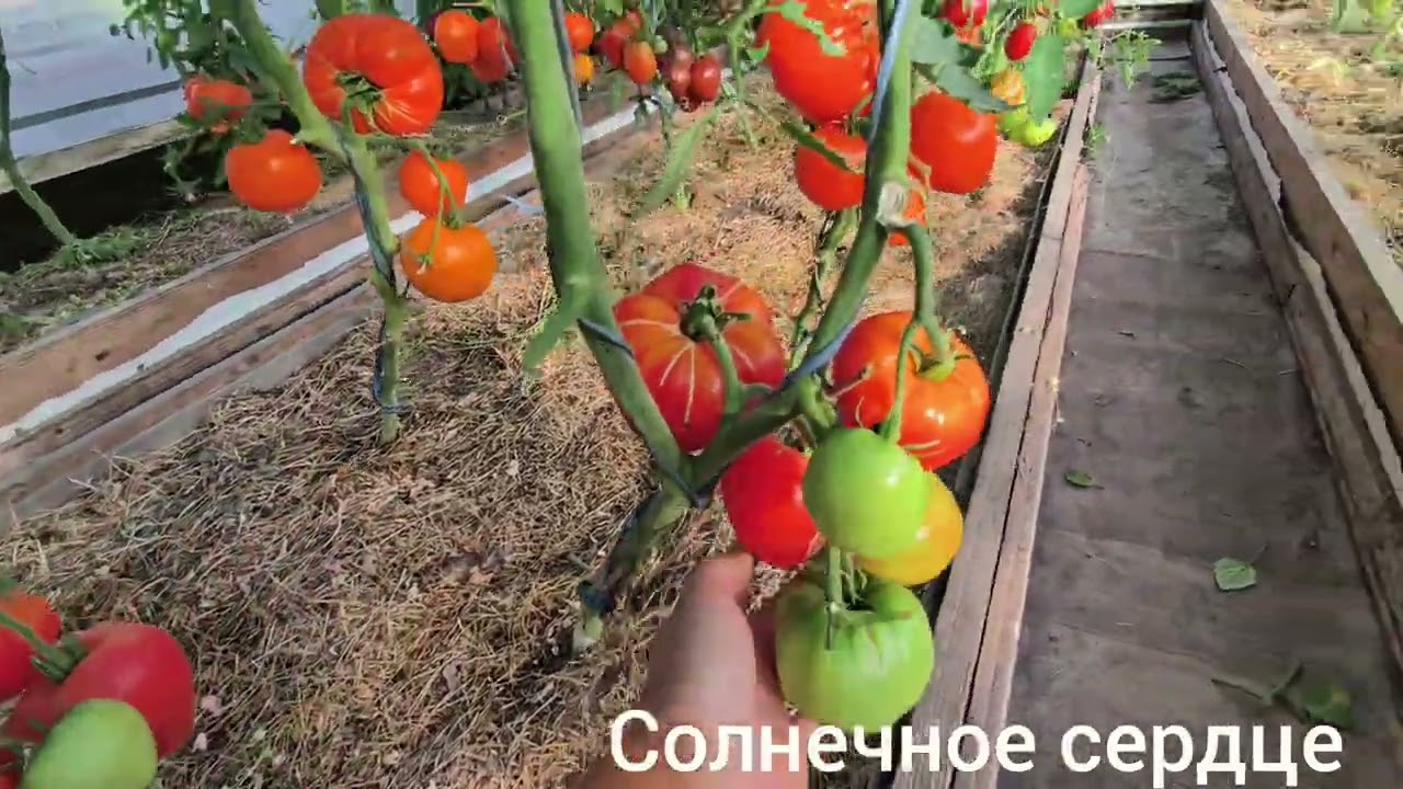 Обзор сортов томатов по сортам Теплица №1 часть-1