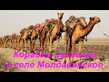 #240 Верблюды на дороге/camels on the road/село Молдаванское.