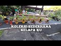 BONSAI KELAPA SEDERHANA