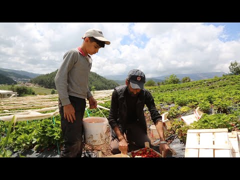 فيديو: الفراولة: العناية بالمزارع بعد الحصاد