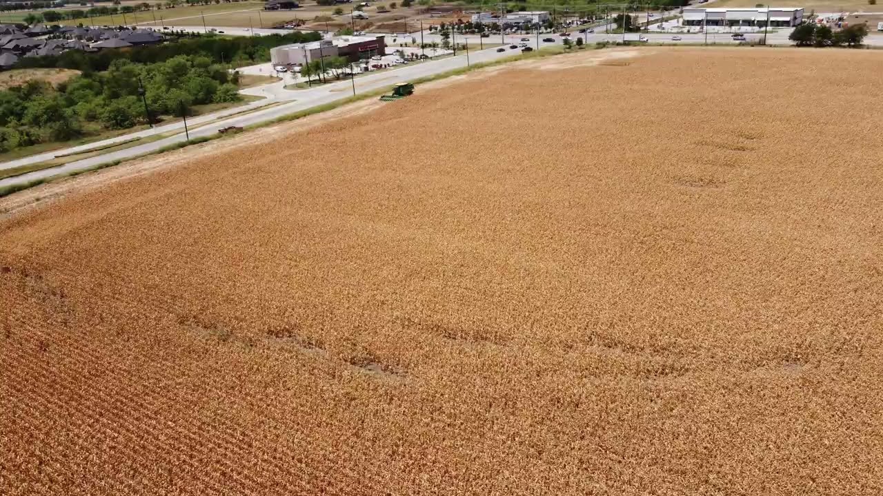 22.07.27 corn harvest in Texas drought (1230) YouTube