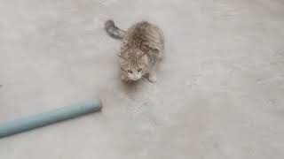 Street Cats wandering here and there by Cute & Spunky Cats 4 views 3 months ago 42 seconds