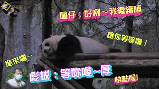 20211206 最有個性的圓仔回家說到做到，彪拔說他等妳就讓他等到天黑再說 The Giant Panda Yuan Zai