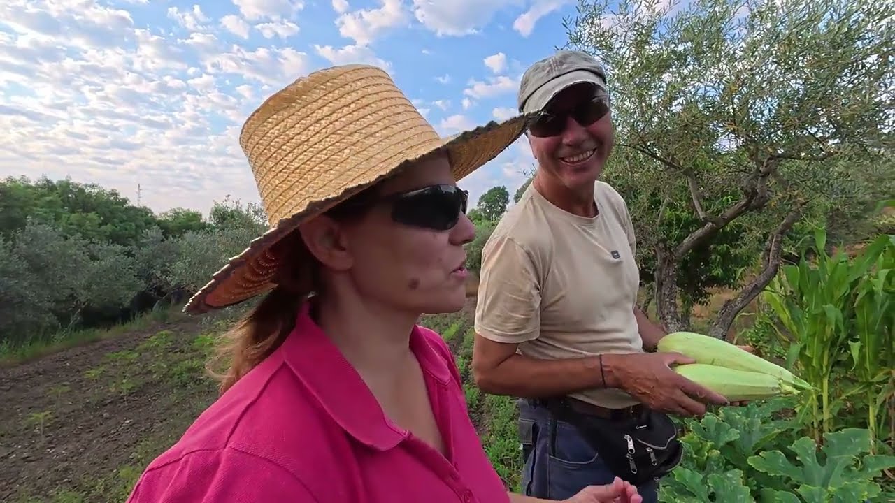 POLINIZAÇÃO MANUALMENTE  DAS COURGETTES TEMOS MILDIO NO FEIJÃO