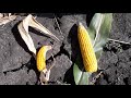 Успішне вирощування кукурудзи в умовах тривалої посухи