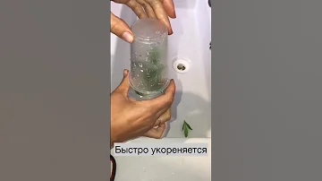 Черенкование эустом. Быстрый способ сохранить понравившиеся сорта.