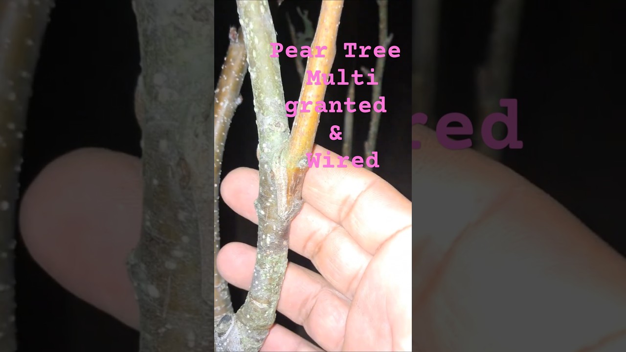 Pear Tree.  Multi grafted and wired. 