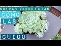 NUEVAS SUCULENTAS 🌵GUÍA COMPLETA DE CUIDADOS