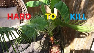 💪 Аmazing resilience of a UK 🇬🇧 tropical garden 🌴 - our exotic self-created paradise ☀️ by UNIQUE LIFE DESIGN 600 views 7 months ago 34 minutes