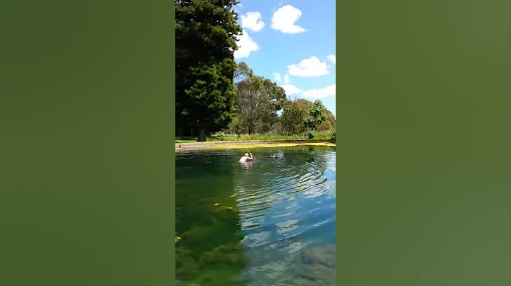 Pond Swim