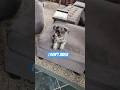 See who is judgemental in our house #comedy #viral #fypシ゚viral #puppy #minischnauzer #adorable