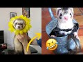 😂 Ferrets of Tiktok [Compilation] - Funny Ferrets videos - Funny ferret Fails - funny videos 2020