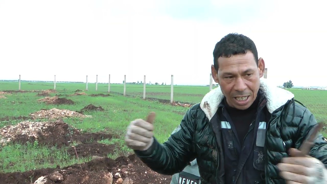 كيف أقوم بغرس شتلات الخروب بالطريقة الصحيحة من سطات