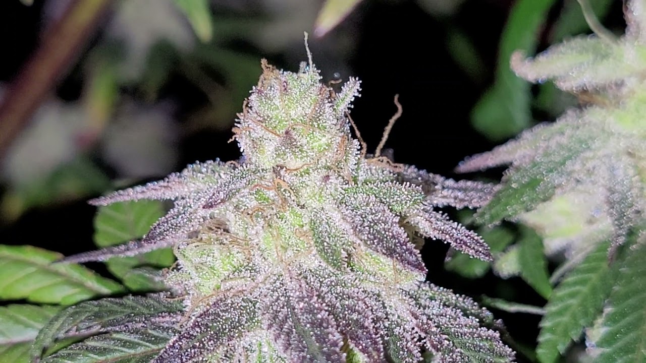 New years eve update frosty buds