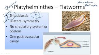 Platyhelminthes fajok neve