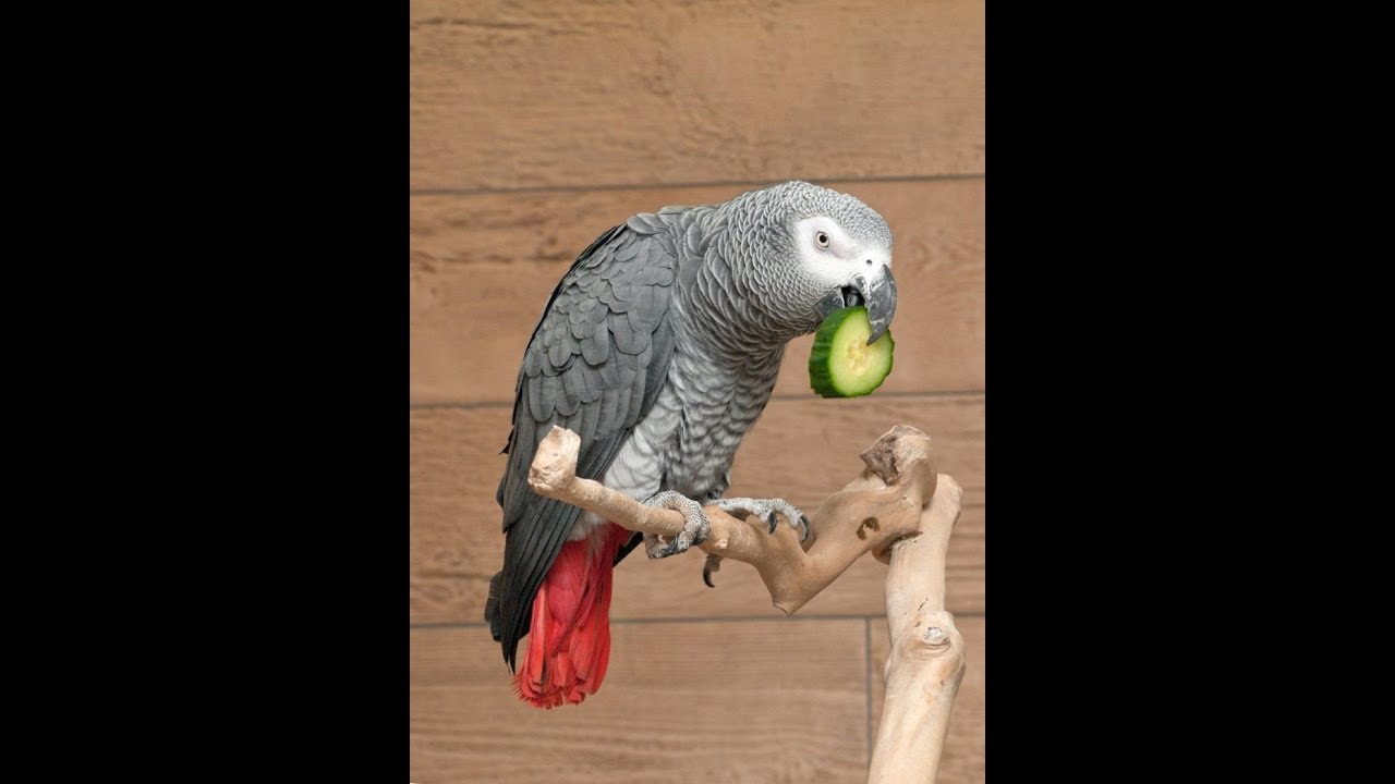 кошка и попугай гиф. говорящий попугай понял. попугай говорит на человеческом языке. попугай тимоша порода. говорящий попугай понял.