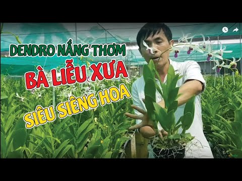 Bà Liễu Xưa-Dendro Nắng Siêu Siêng Hoa, Thơm Trứ Danh | #MêLanShopping | Foci