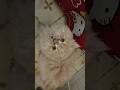 Kuku S Meow Cat Talent Funny Kuku S Meow Cat Talent Funny