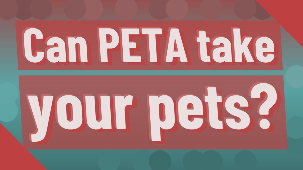 can-peta-take-your-pets-youtube