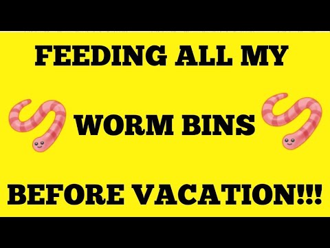 Feeding ALL My Worm Bins Before Leaving To Go On Vacation | Vermicomposting | Composting With Worms