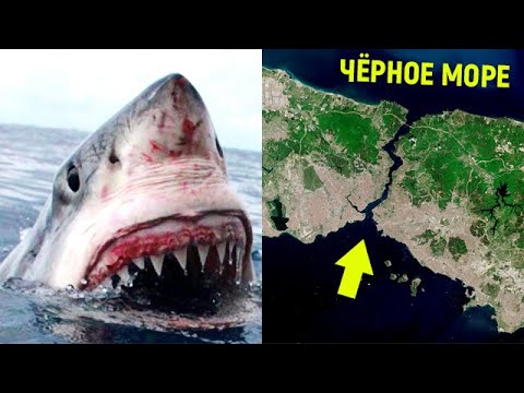 Видео: Акула катран: безопасен обитател на Черно море