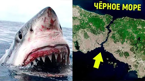 Могут ли акулы-людоеды заплыть в Чёрное море?