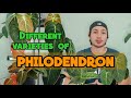 DIFFERENT VARIETIES OF PHILODENDRON