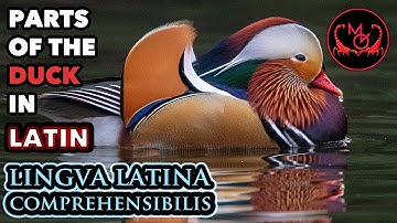 Duck Anatomy in Latin - Lingua Latina Comprehensibilis