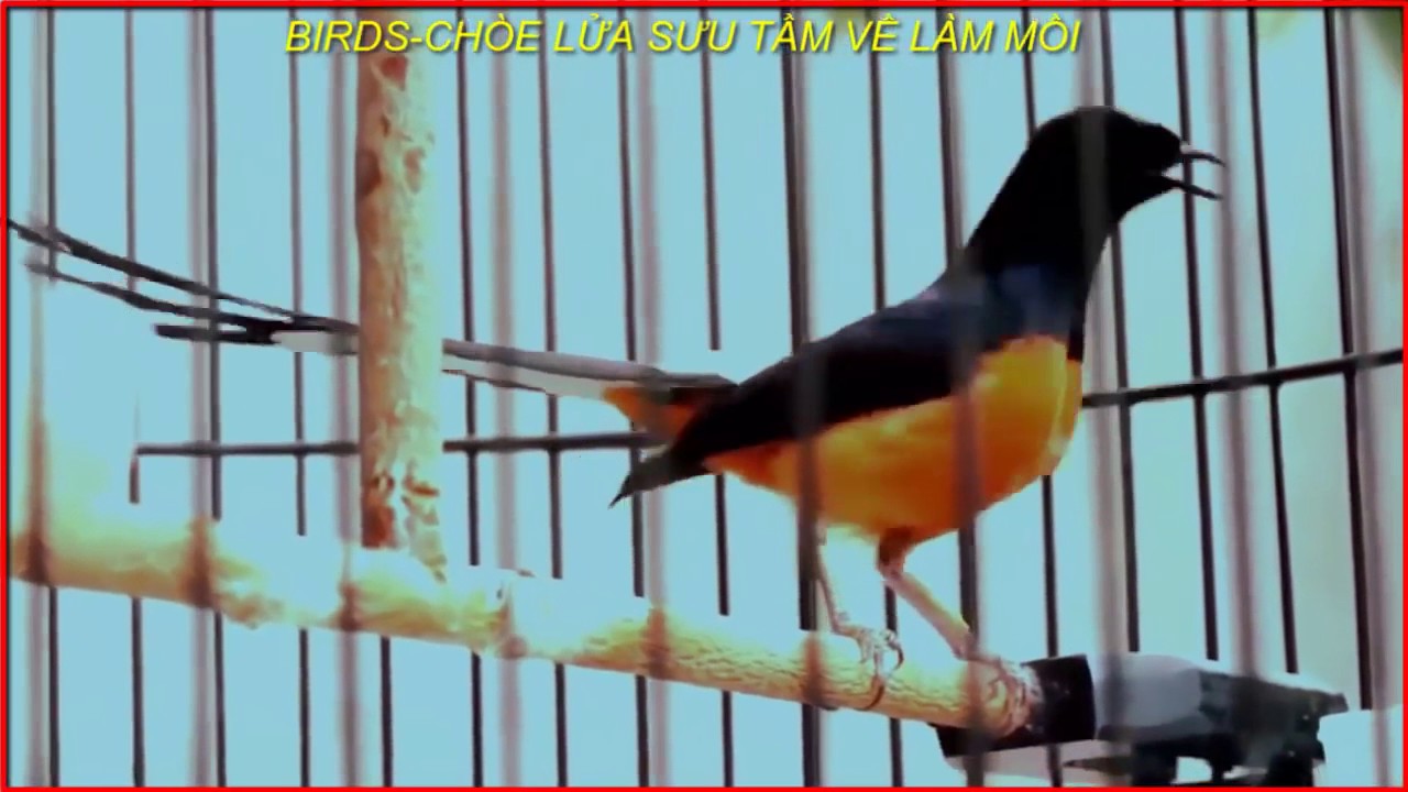 Tiếng Chim Mồi - Chích Chòe Lửa Hót Hay Nhiều Giọng, Cực Chuẩn [ Luyện Chim  Hot Giọng Rừng ] - Youtube