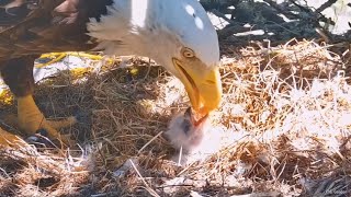 Fraser Point🦅First Feeding For The Little Bobblehead FP1!🐣Explore.org 2024-04-02 by Cali Condor 2,576 views 1 month ago 10 minutes, 36 seconds