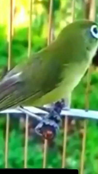 pleci dakun lombok gacor