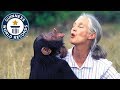 Jane Goodall Institute: Longest running chimpanzee study - Meet The Record Breakers