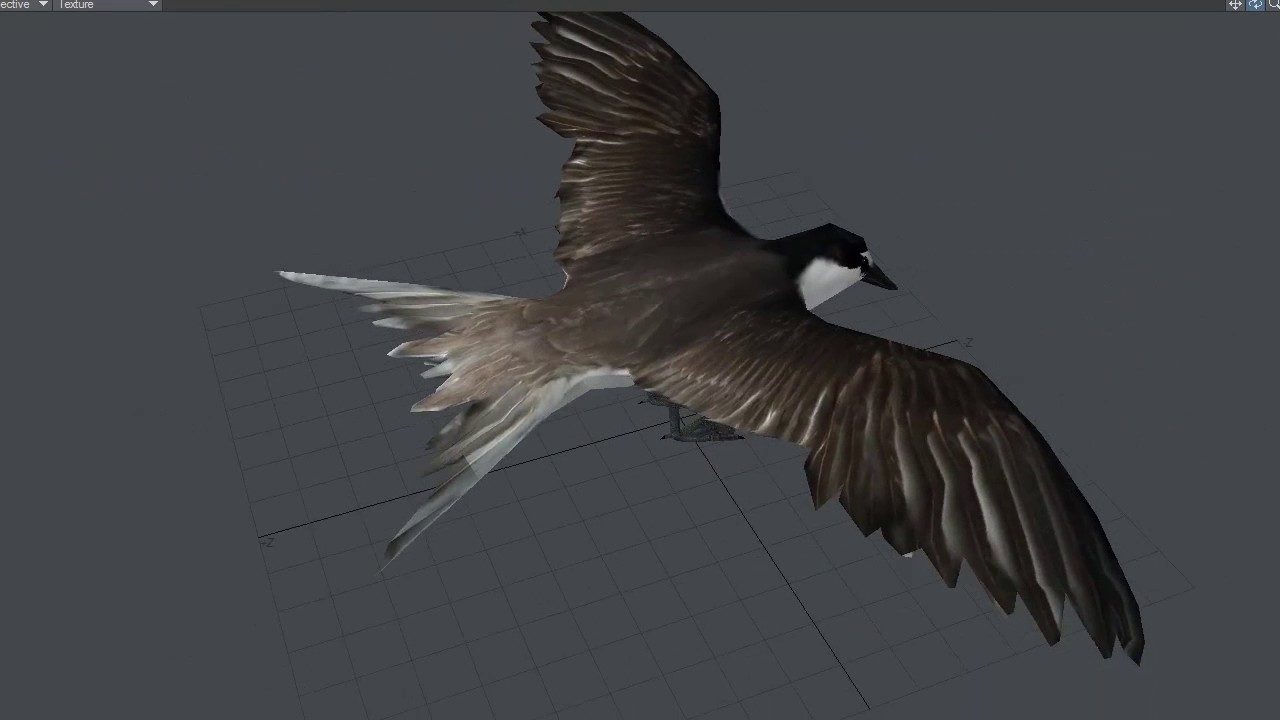 Bridled Tern 3D Model Preview 
