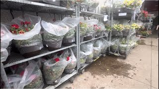Plants in Costco | can’t decide which one to get.