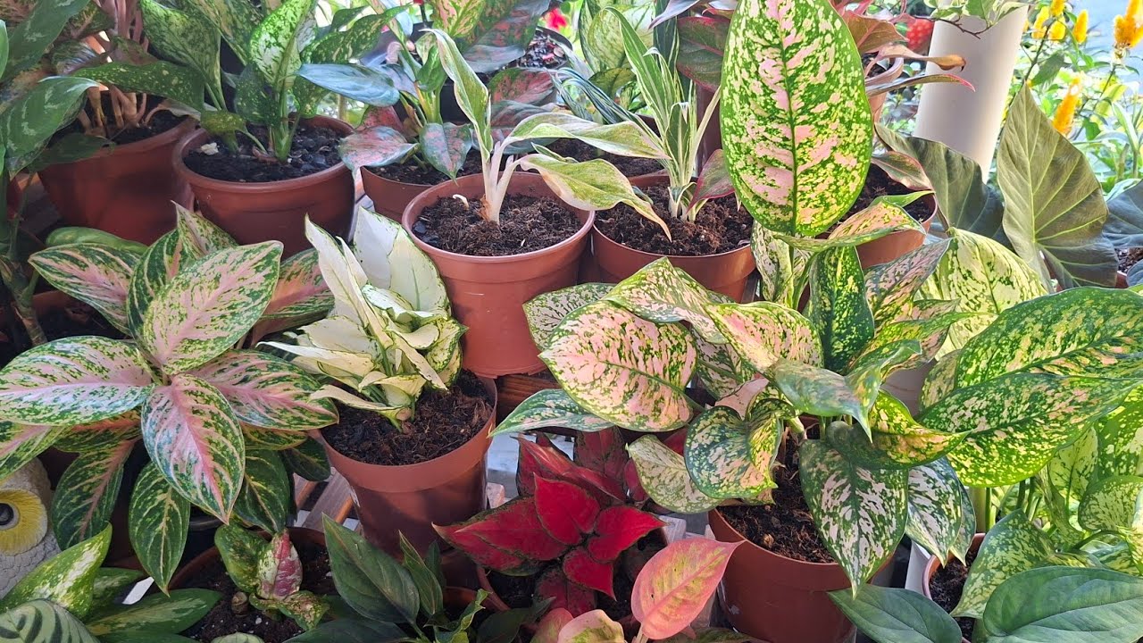 Cantinho de Aglaonemas: Simples e Cheio de Charme 🌱