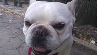 White French Bulldog Fizzy - 2016 street fair by New York Dogs 25 views 1 year ago 5 minutes, 19 seconds
