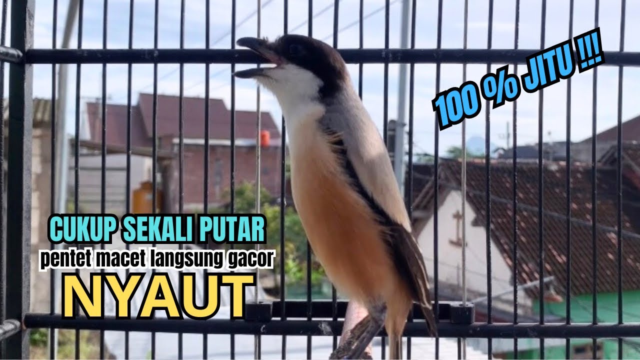 burung cendet gacor ISIAN AMPUH untuk PANCINGAN CENDET AGAR BUNYI bikin BURUNG PENTET GACOR SEKETIKA