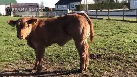 LIMOUSIN PEDET SUPER