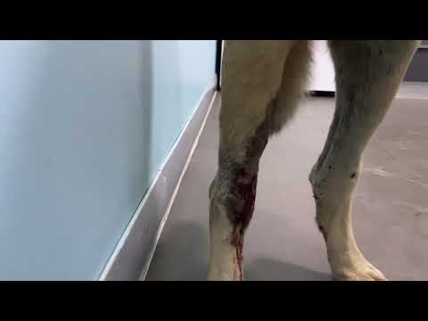 Video: Ölümcül Hasta Evcil Hayvanınızın Yaşam Kalitesini Ölçmenin 3 Yolu