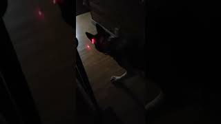 Daisy, the Laser Pointer Enthusiast! 🐶 by 🌟 Daisy's Journey: Finding Strength Together 🌟 10 views 4 weeks ago 1 minute, 7 seconds