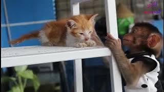 monyet godain kucing auto di cakar