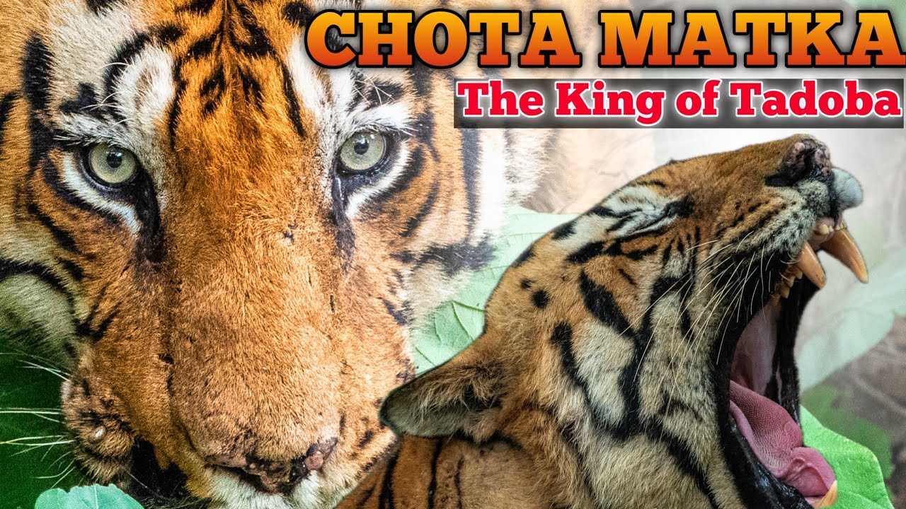 Tadoba's Dominant King: Chota Matka | The Tiger Who Killed Another Tiger|Alizanja Gate|Tiger Reserve