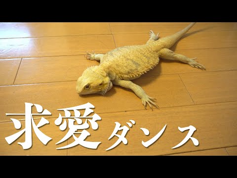 Bearded Dragon Courtship Dance?? The Unexpected Ending 😂