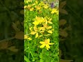Рай (Джаннат)#quran #reels
