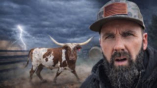 Celebrity Cow Got Out… Right Before the Storm Hit! Wealth