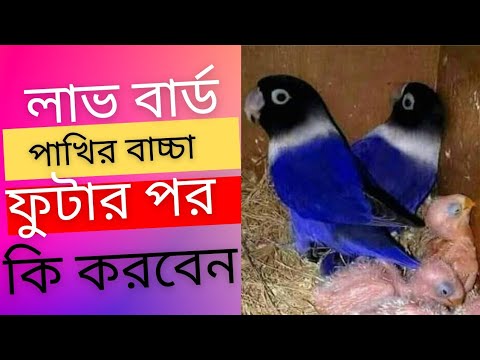 Love bird baby care.পাখির বাচ্চা।#birdshelptips