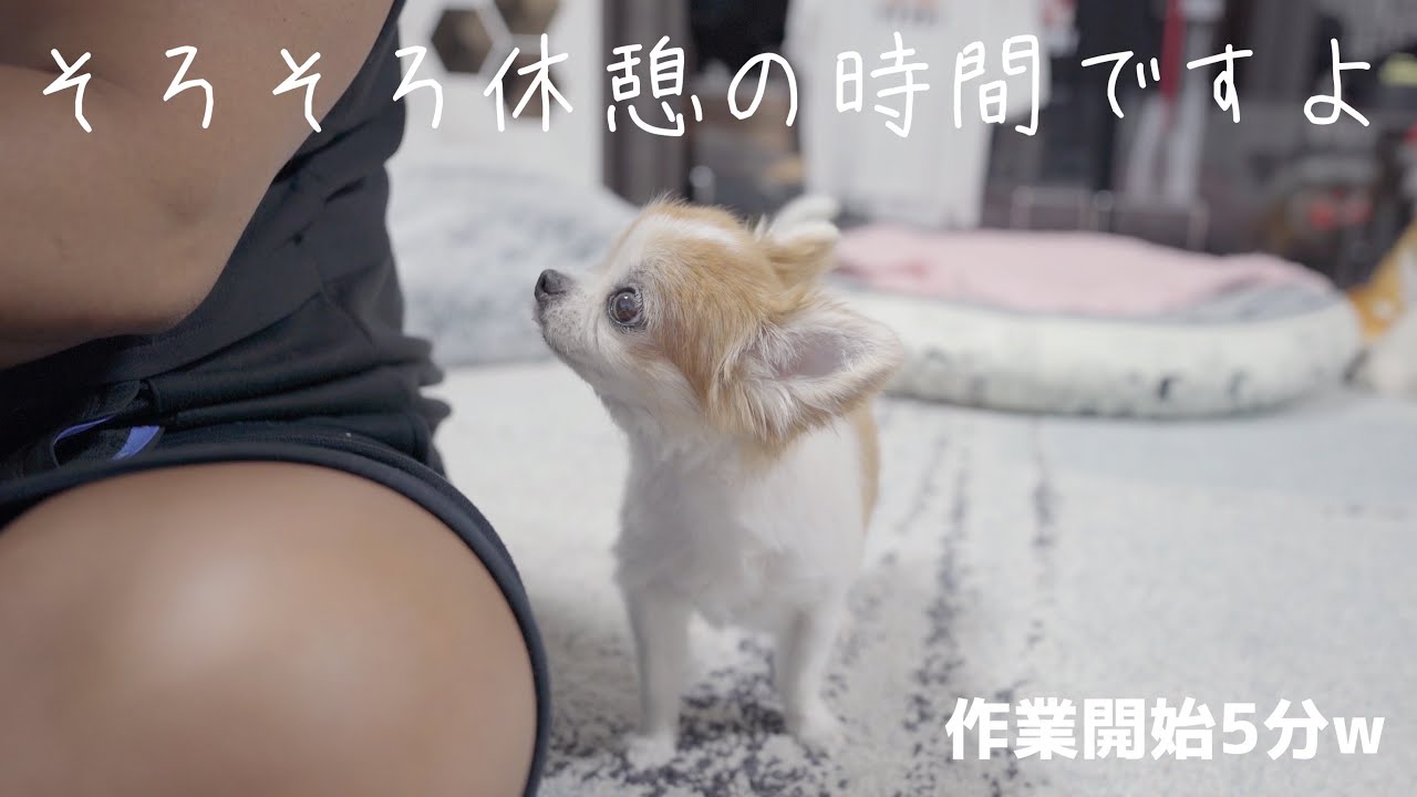 仕事中でも側に居たくて可愛い邪魔を何度も仕掛けて来る老犬チョッピ Youtube