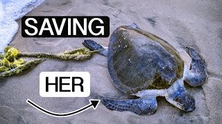 This is how WE SAVED a SEA TURTLE TANGLED in a FISHING ROPE