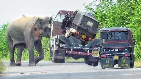 World Most heartbreaking encounter Elephant Attack On a forest road 2024